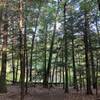 The White Trail near Case Pond.