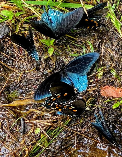 Pipeline Swallowtails getting a sip of water.