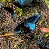 Pipeline Swallowtails getting a sip of water.