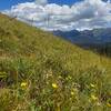 Some late season wildflowers and the Gore Range