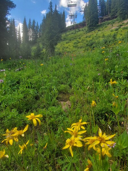 Lovely field of wildflowers under the Northwoods chairlift.