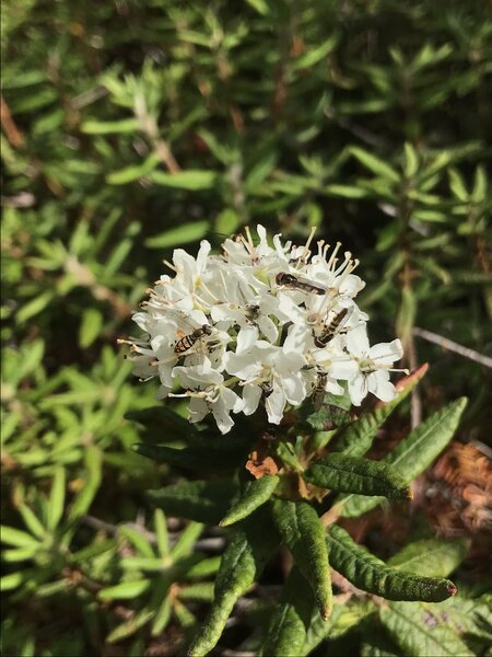 Syrphid Flies on Labrador-Tea.