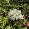 Syrphid Flies on Labrador-Tea.