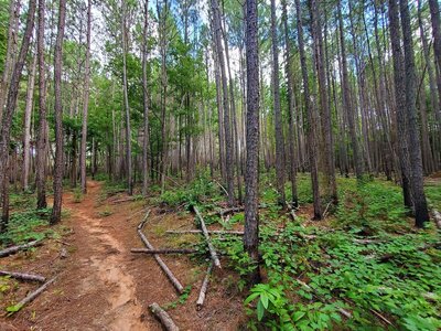 Beautiful forest along this trail.