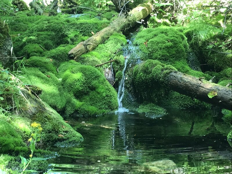 Fairy Spring