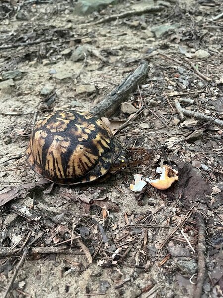 Eastern Box Turtle Munching on a Mushroom