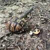 Eastern Box Turtle Munching on a Mushroom