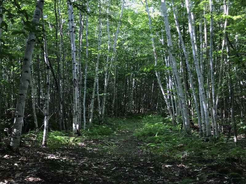 Birch Glade along Trail 43.