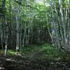 Birch Glade along Trail 43.