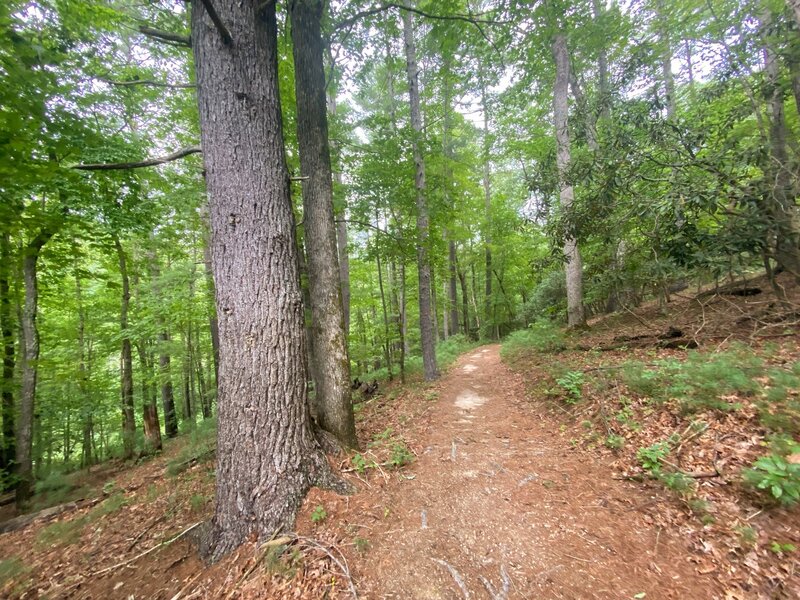 The trail passes through mature forest.