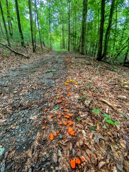 Cinnabar Chanterelles litter the sides of the trail.