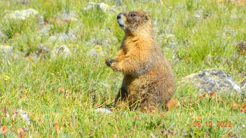 Our only marmot seen.