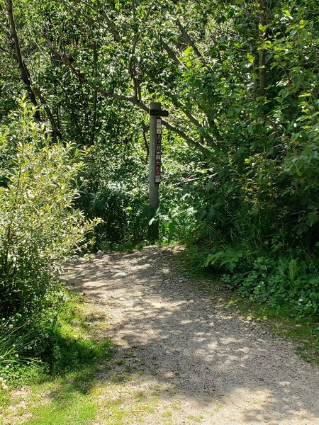 Trail sign hidden after parking lot - unclear where trail is after arriving from G-Lot spur.