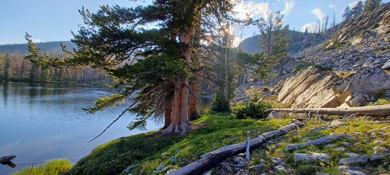 One of Hat Creek Lakes showing off!