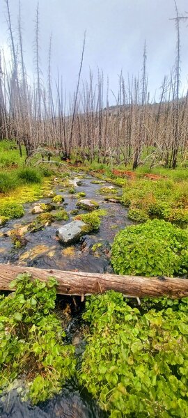 Spring keeping things green in burn area.