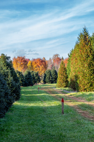 Walking through Grelen Nursery's Tree Rows.