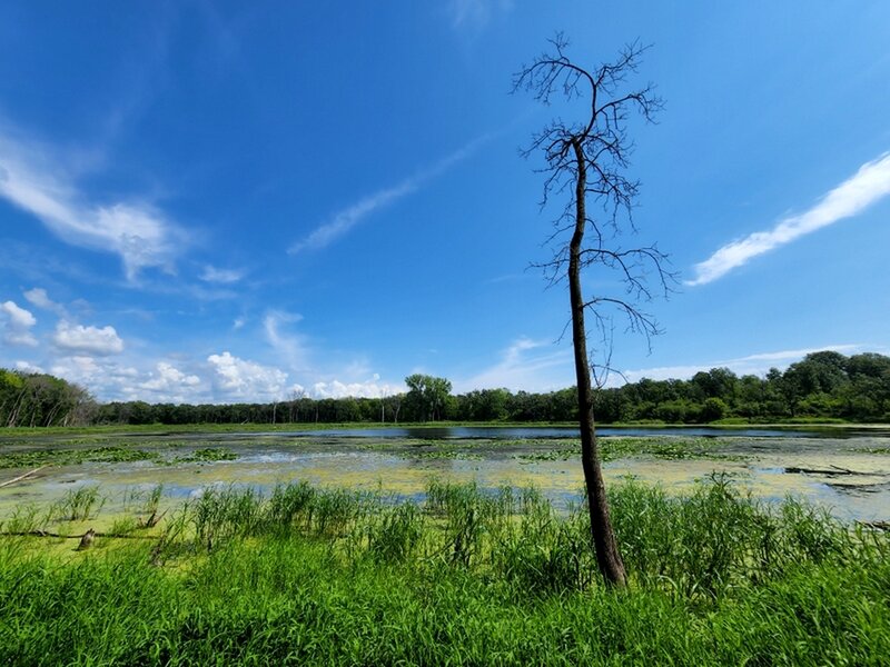 Johnson Slough.