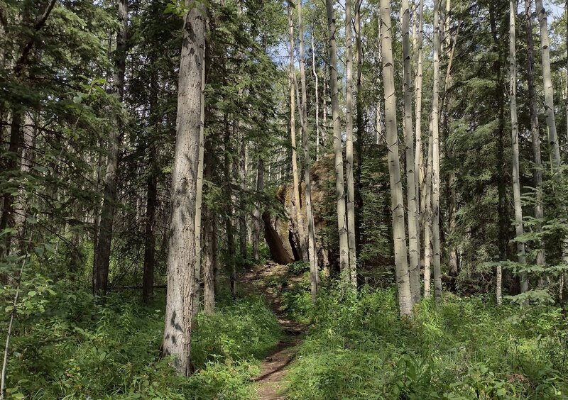 Pretty, sunlit forest as one approaches the Split Rock.