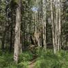 Pretty, sunlit forest as one approaches the Split Rock.