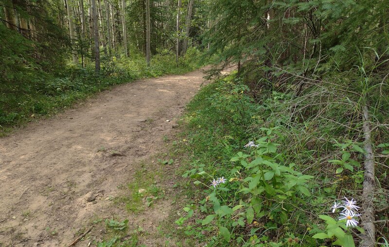 The wide, forested trail dotted with summer wildflowers that takes one to Eaton Falls.