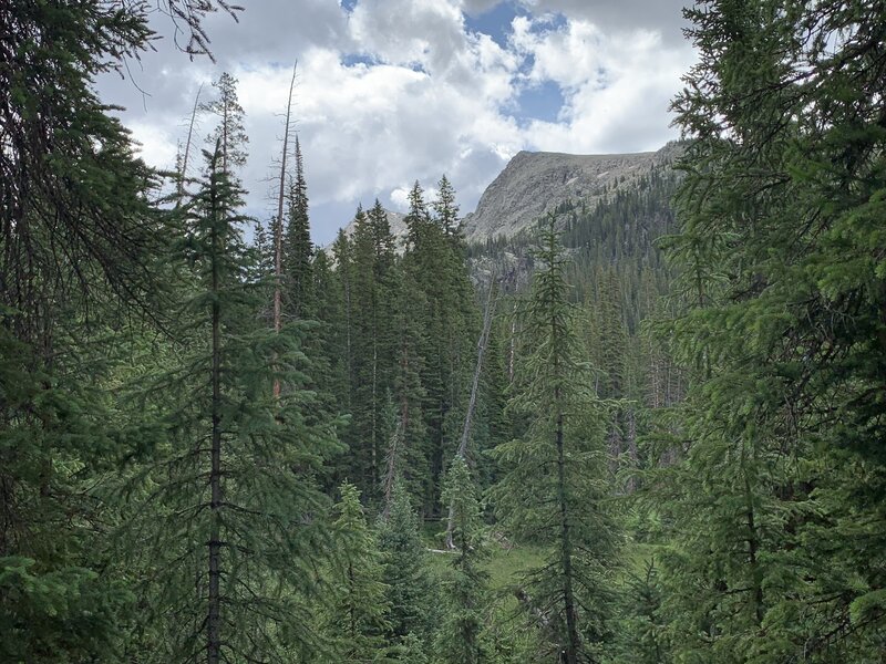 A forrest view from St. Charles lake trail.