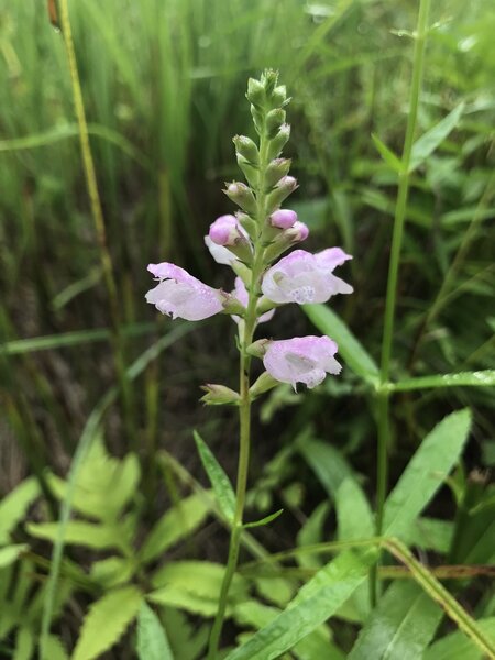 False Dragonhead (Physostegia virginiana).