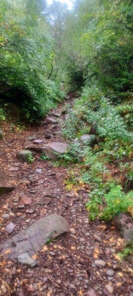 Rocky section on Sap Tree.. Thank you Running Project for giving this one trail only one name.