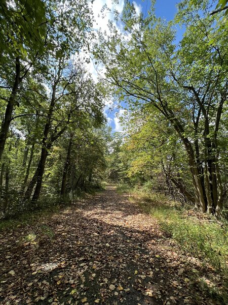 Quiet hike along the old pavement of Baldwin Drive trail in late summer.