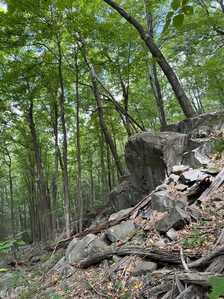 The rocky geology on the eastern (RWA) segment heading up the back side of West Rock Ridge.