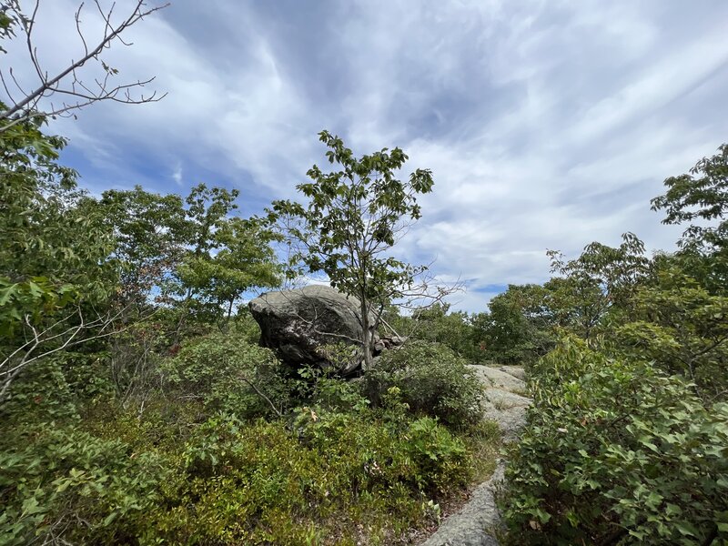 Glacial erratic on the Beacon Cap trail.