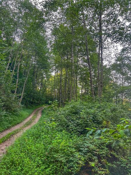 The path before the entrance to the forest path.