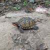 A tortoise that I saw on the Blue Star trail a few minutes south of the Dairy Barn.