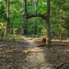 A few minutes along the Blue Star trail I spotted this tree limb arching over the trail like a gateway.