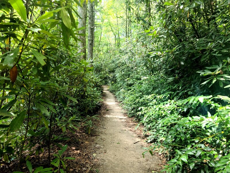 A smooth section of cat gap trail with a slow easy climb.