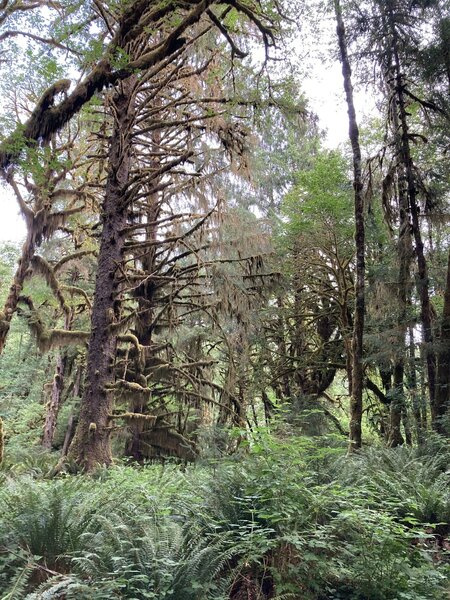 Hiking Queets Trail 2022.