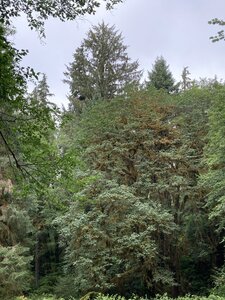 Looking for Largest Douglas Fir Tree.