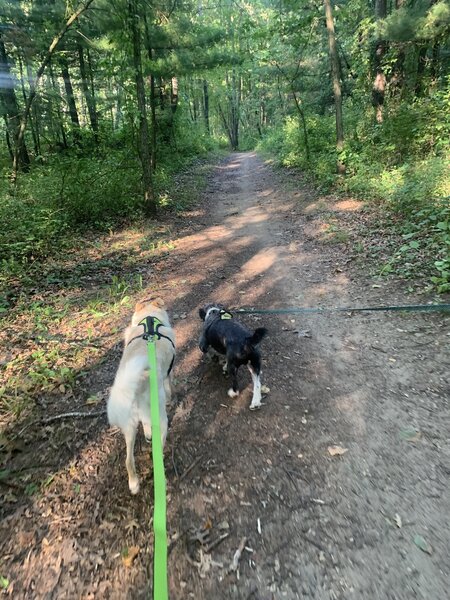 Nice wide groomed trails. The dogs loved it.