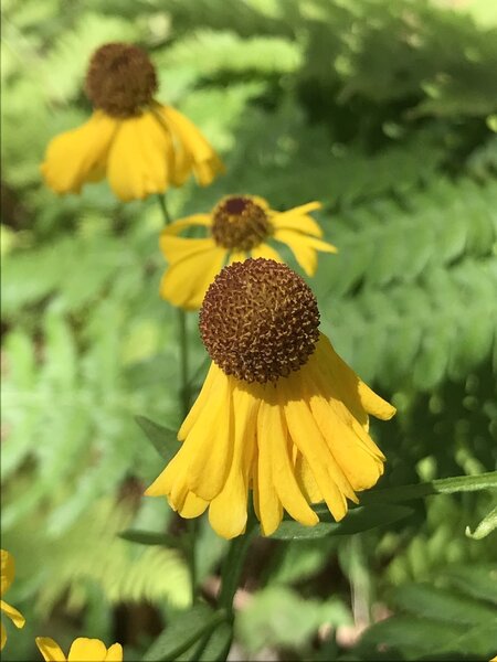 Black-Headed Sneezeweed.