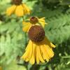 Black-Headed Sneezeweed.