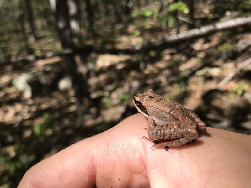 Little wood frog, found near the spring.