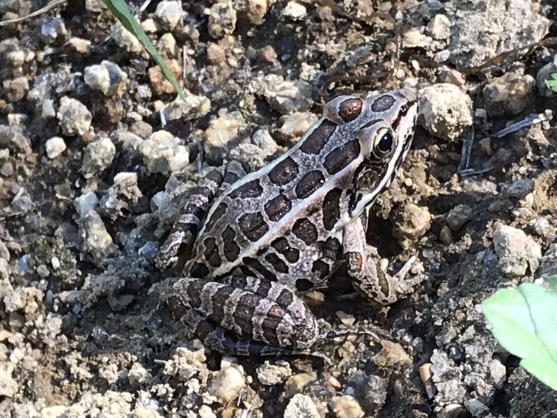 Pickerel Frog.