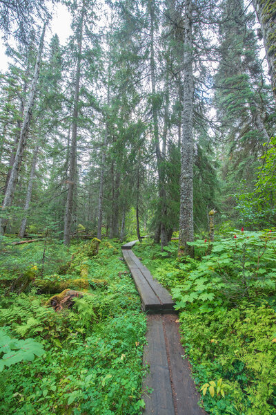 Along the Laughton Glacier trail.