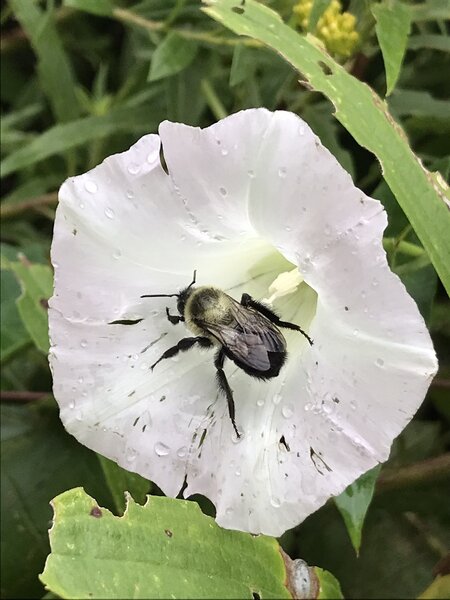 Bumblebee in a Bindweed flower.