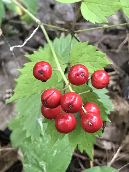 The toxic berries of Red Baneberry. DO NOT CONSUME.