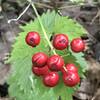 The toxic berries of Red Baneberry. DO NOT CONSUME.