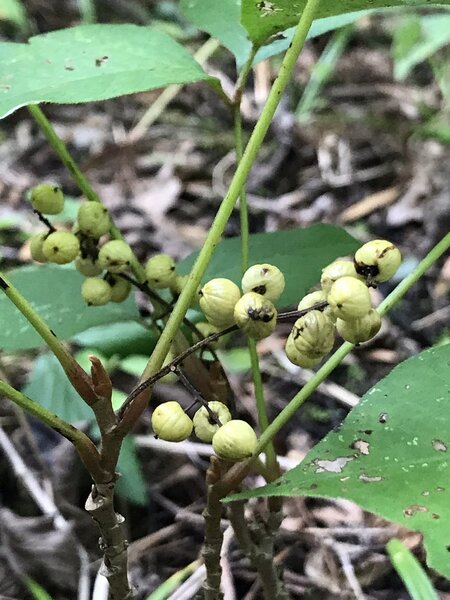 Watch out for Poison Ivy; it's everywhere!