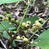 Watch out for Poison Ivy; it's everywhere!