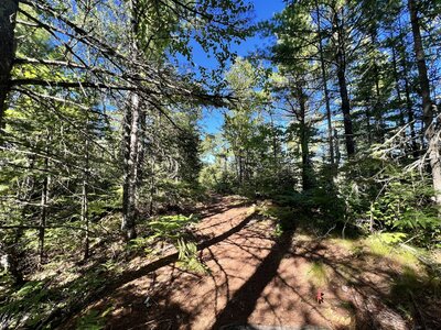 Dirt section of the trail.