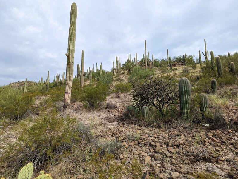 Checkn' out some cactus.