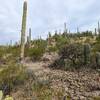 Checkn' out some cactus.